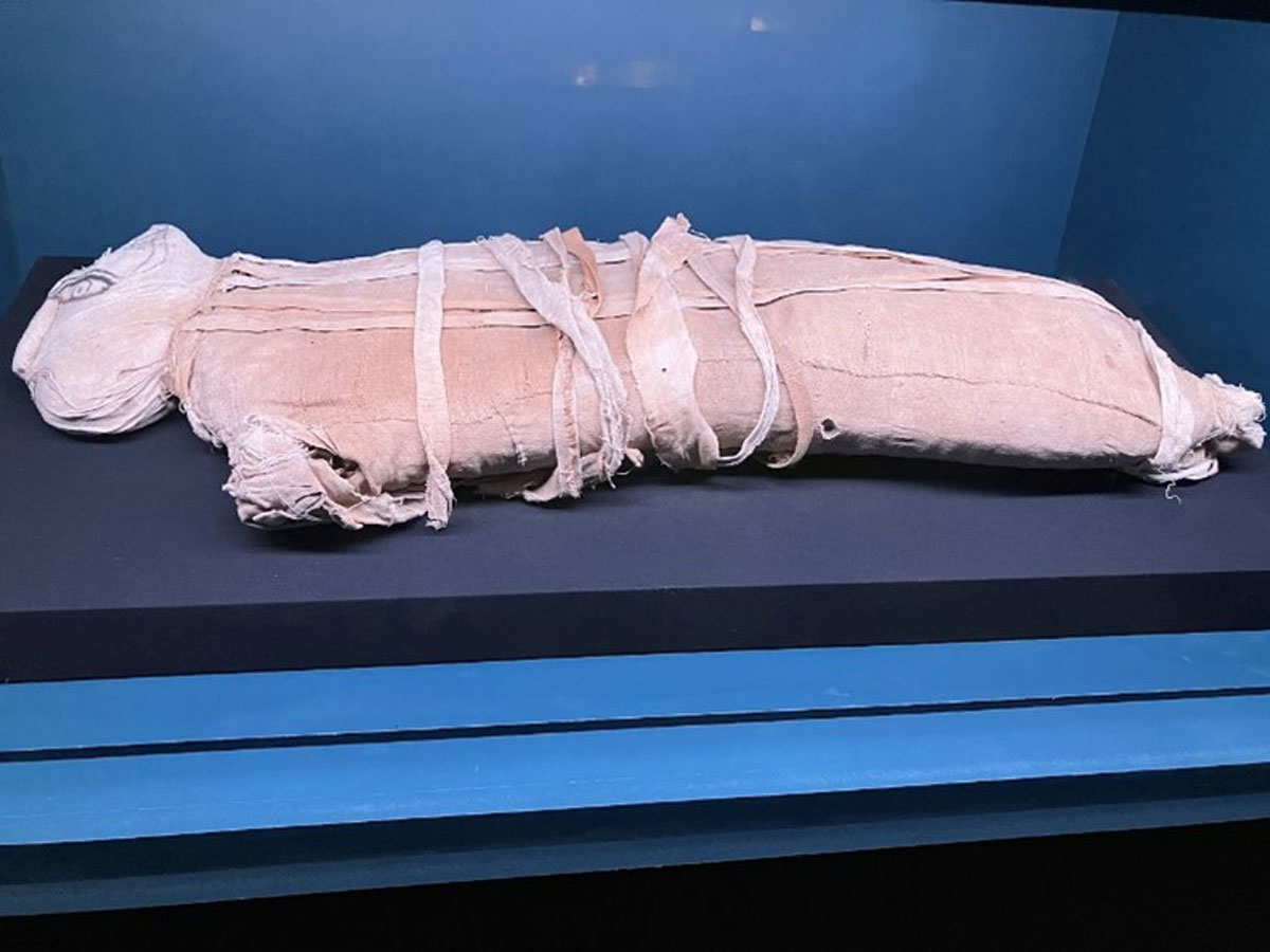 Cat Mummy