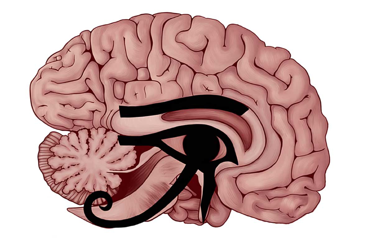 Eye Horus human brain