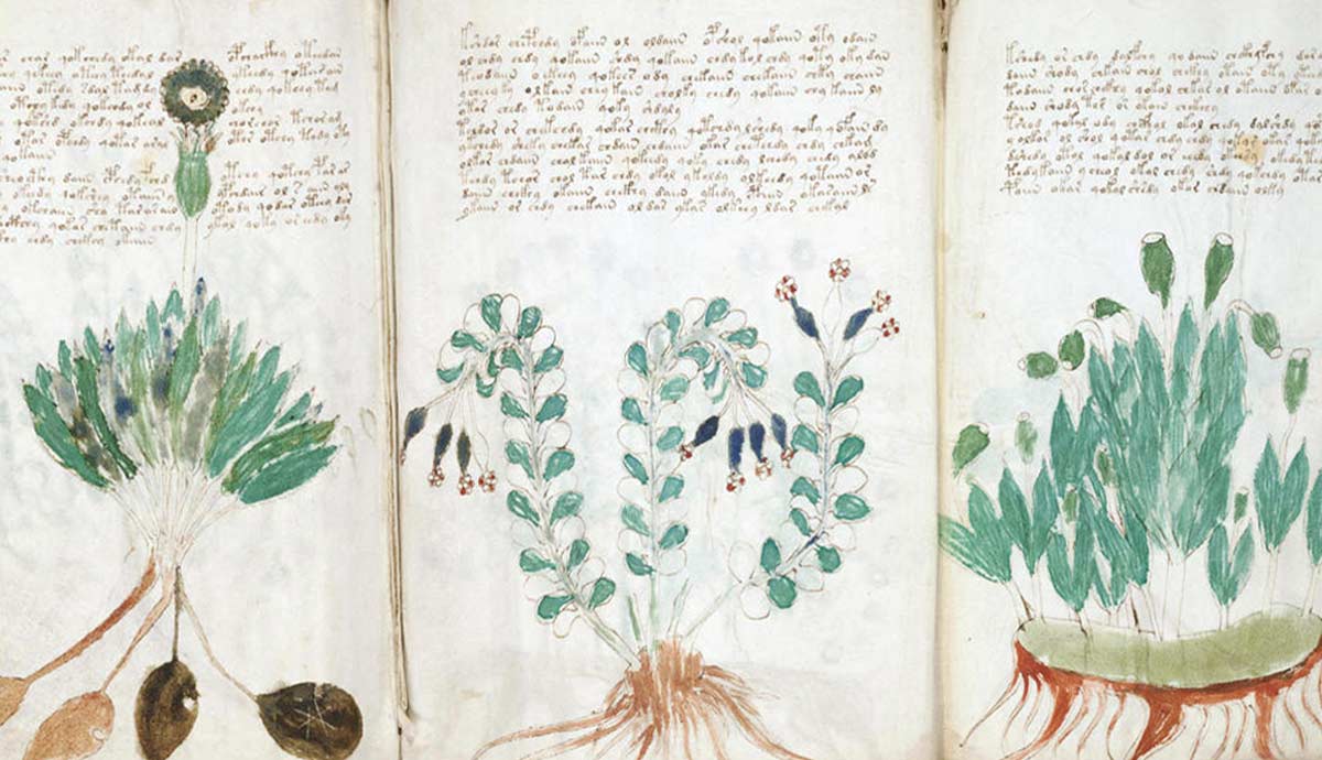 Voynich manuscript excerpt
