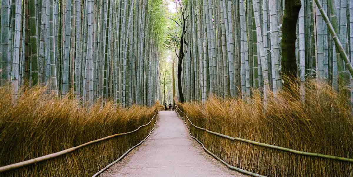arashiyama bamboo forest