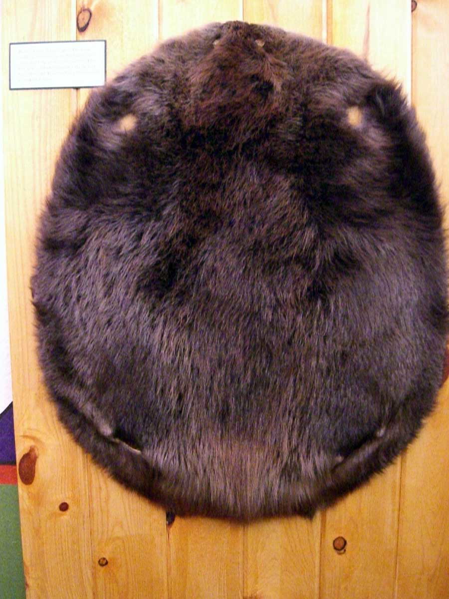 beaver pelt in museum