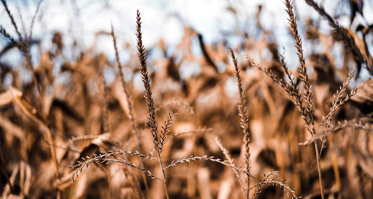 brown leafed plant