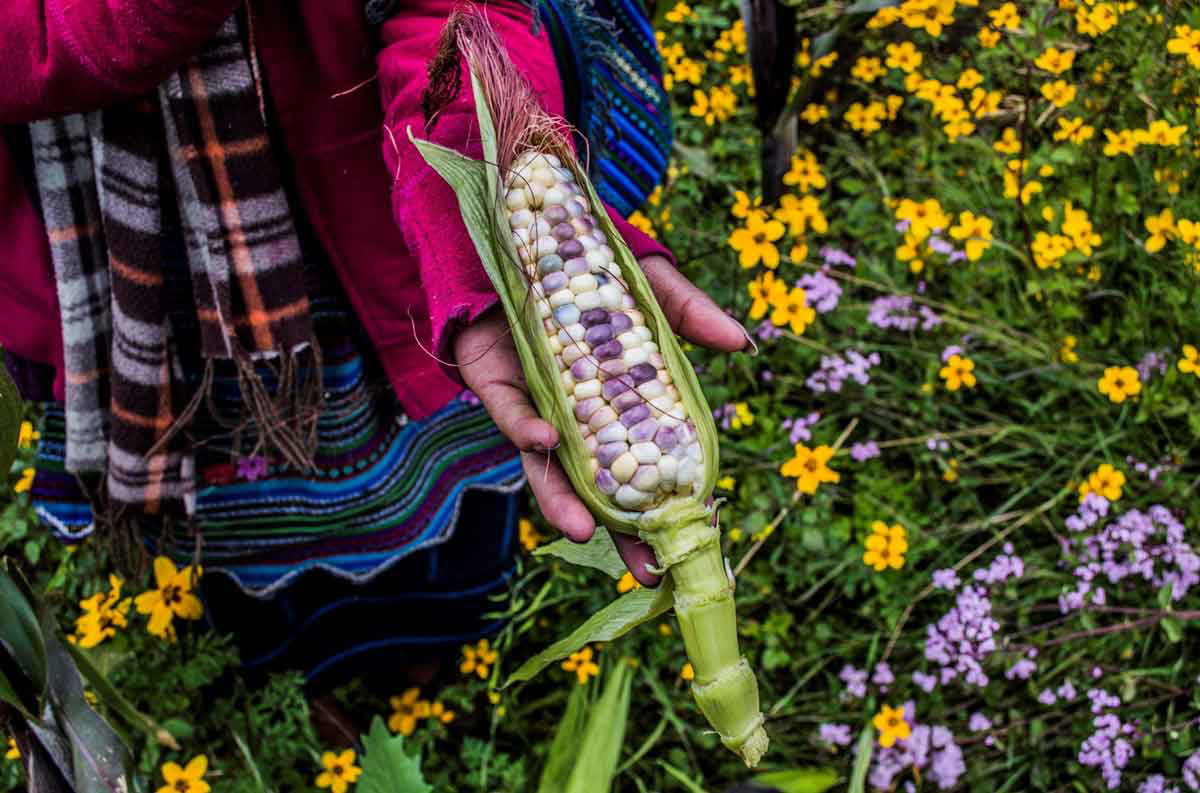 corn husk