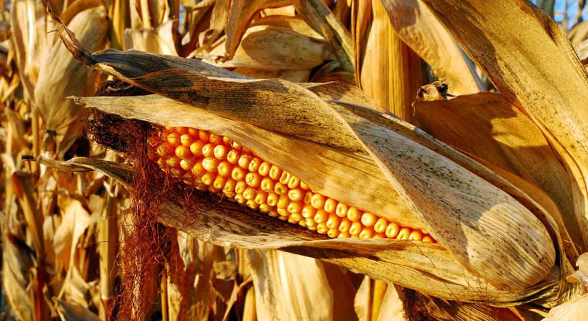 corn plant