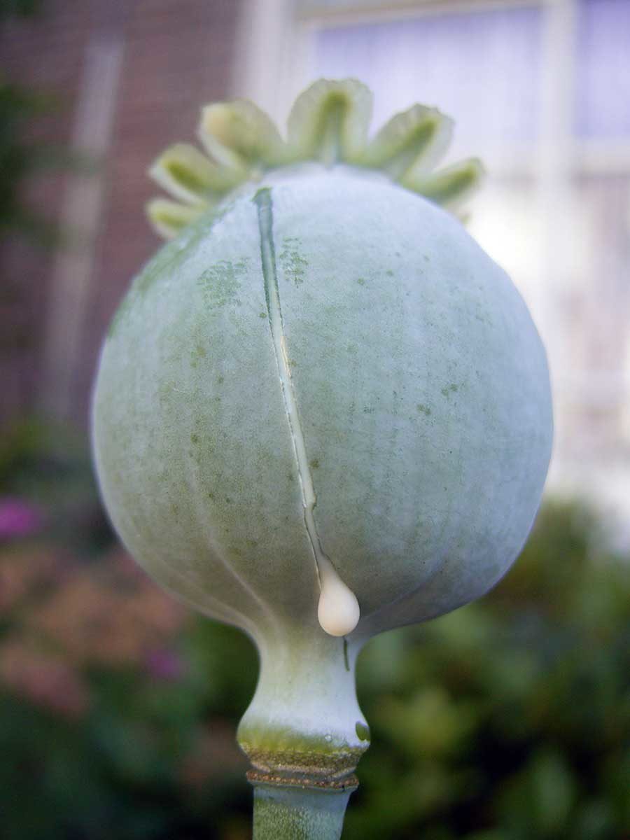 cut opium poppy fluid