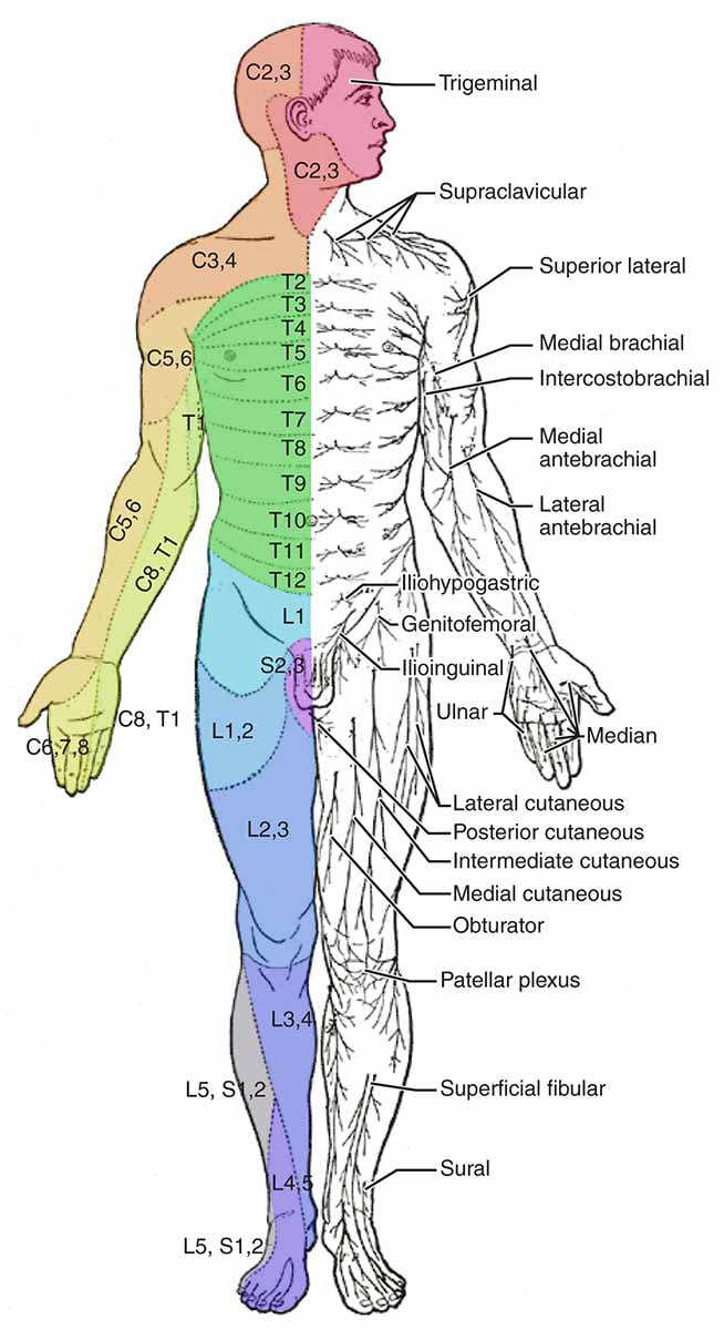 dermatome nerve map