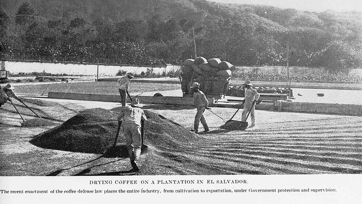 el salvador coffee plantation