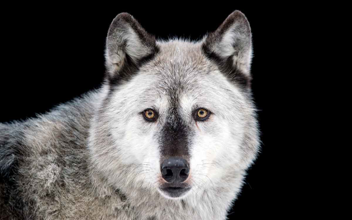 gray wolf