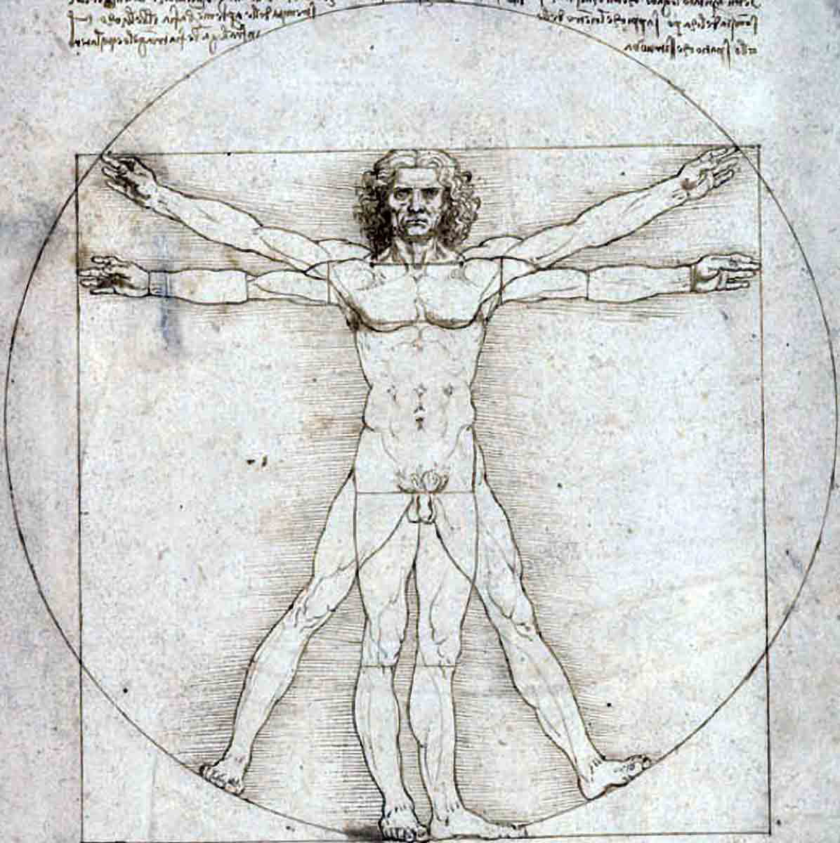 leonardo da vinci vitruvian man illustration