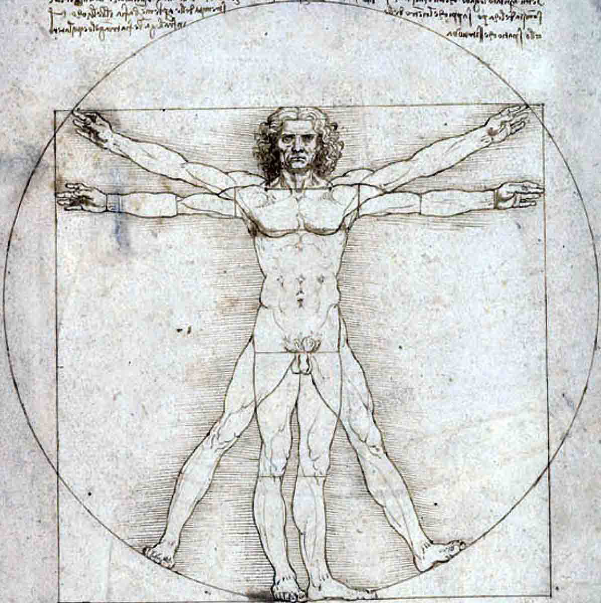 leonardo da vinci vitruvian man illustration