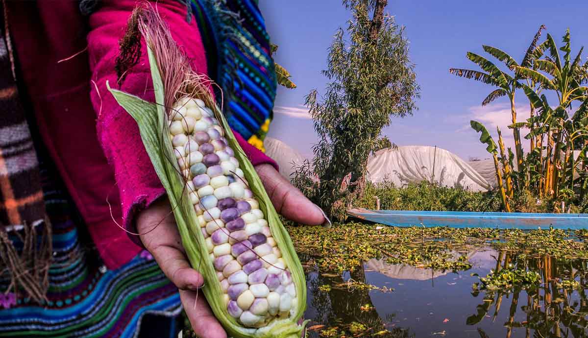 mexico ancestral farming practices