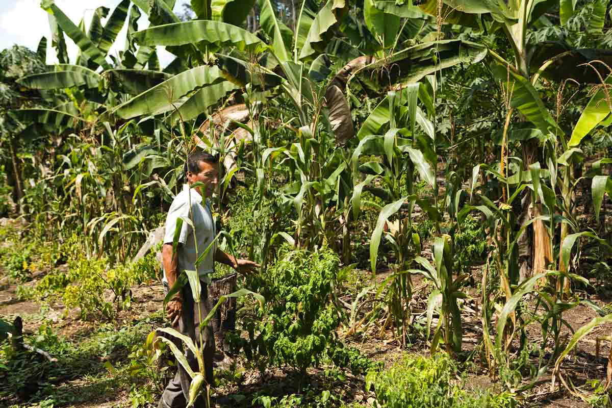milpa farmer