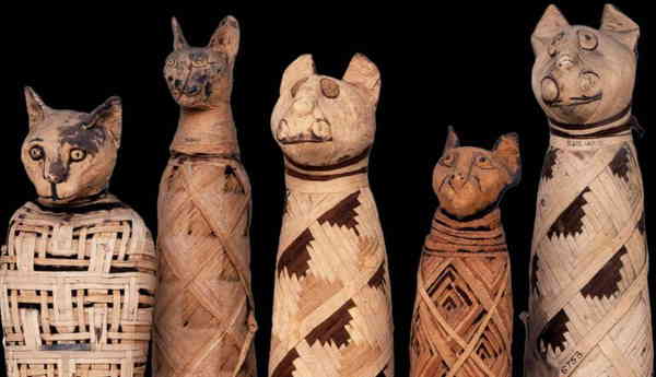 mummified cats ancient egypt