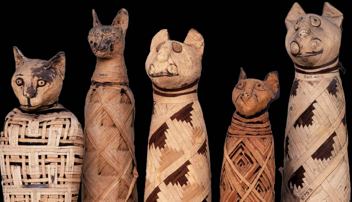 mummified cats ancient egypt