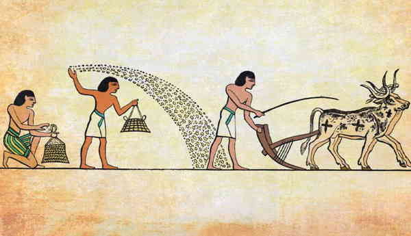 origins agriculture domesticated crops livestock