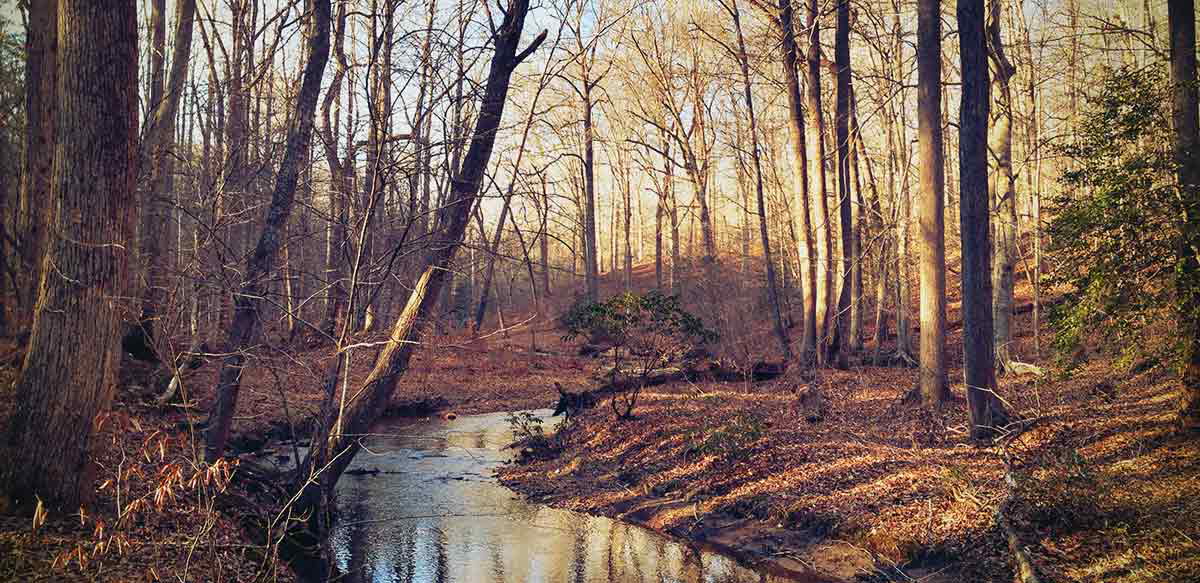 prince-william-forest-park-creek