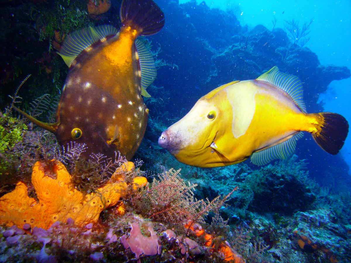 scuba diving cozumel mexico