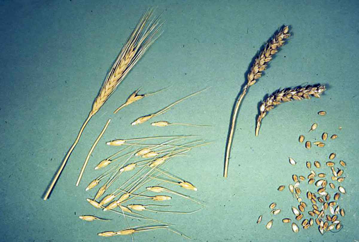 wheat derivatives