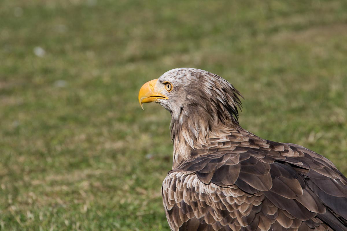 white tailed eagle