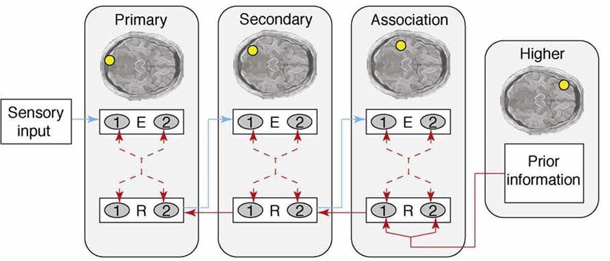 Predictive Coding Diagram