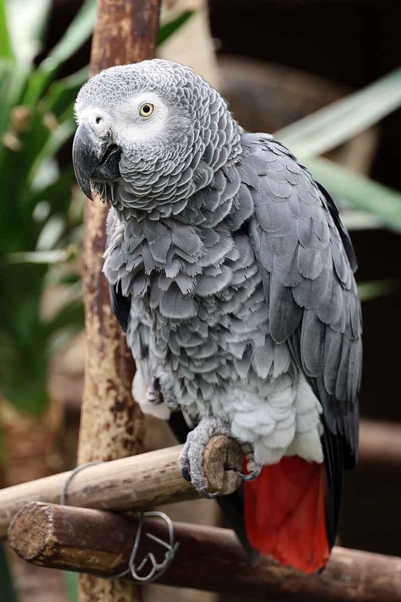 african grey parrot