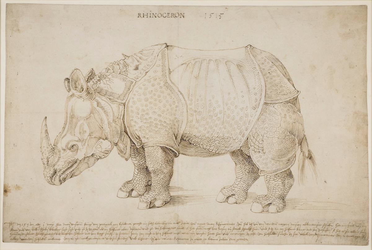 albrecht-durer-rhinoceros-british-museum-drawing