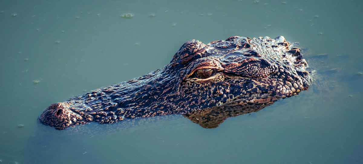 alligator in water