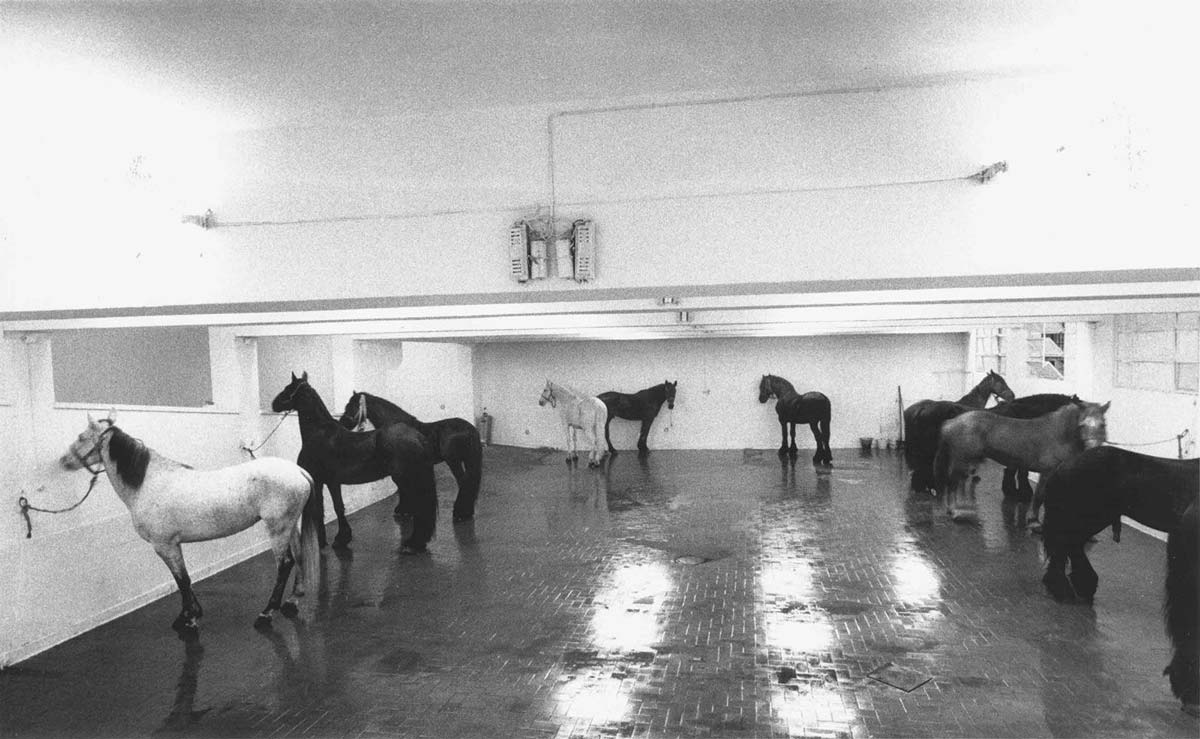 arte povera kounellis horses performance