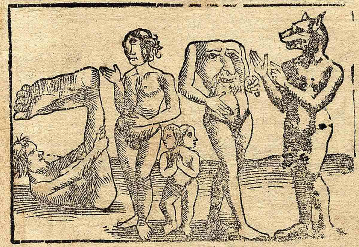 cryptid cynoceph wiki