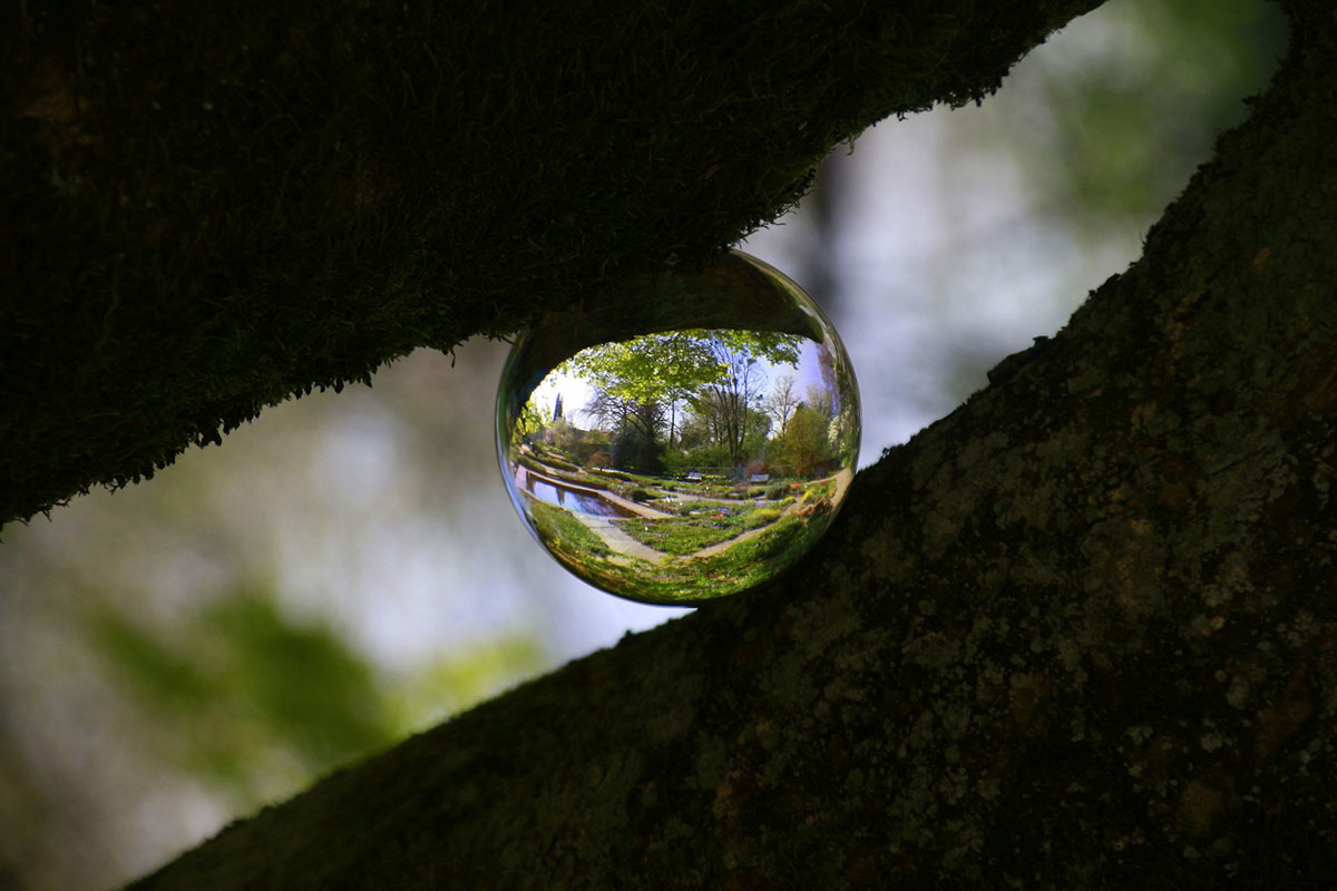 glass sphere tree photo