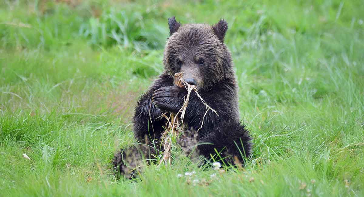 grizzly bear cub