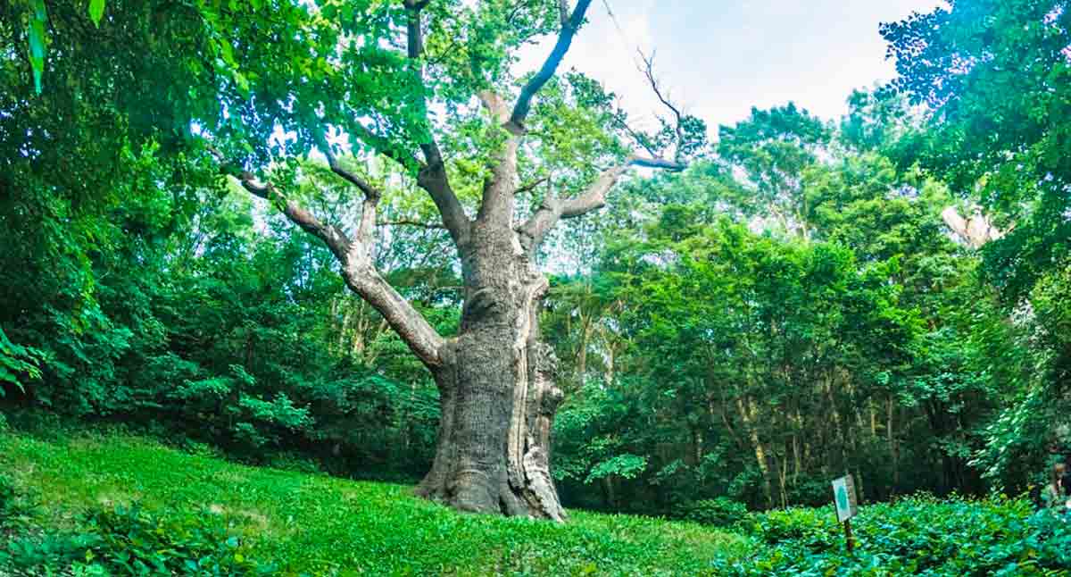 kholodnyi yar oak tree