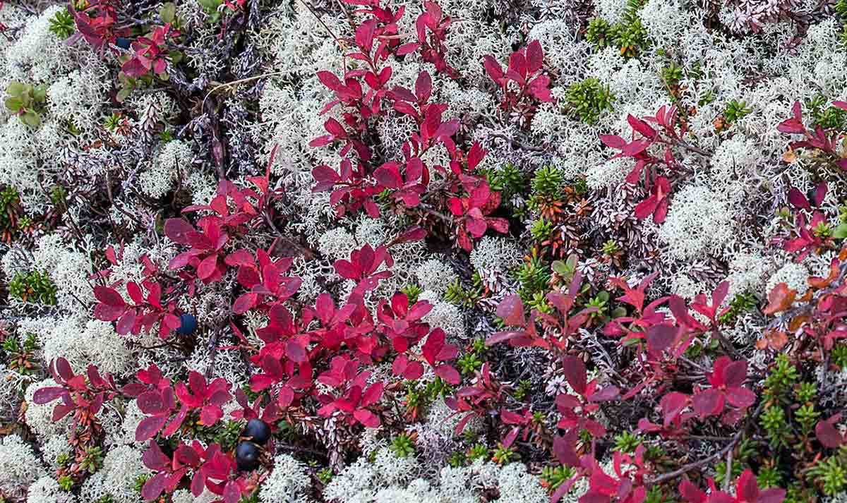 kola peninsula tundra flowers wikimedia