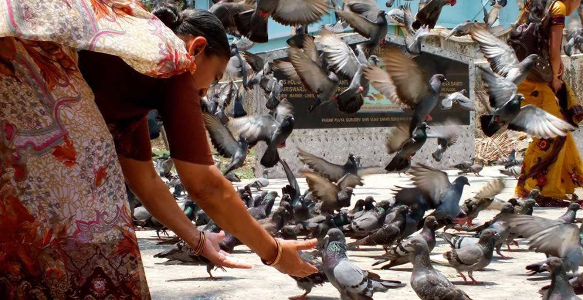 lady feeding pigeons india ahimsa