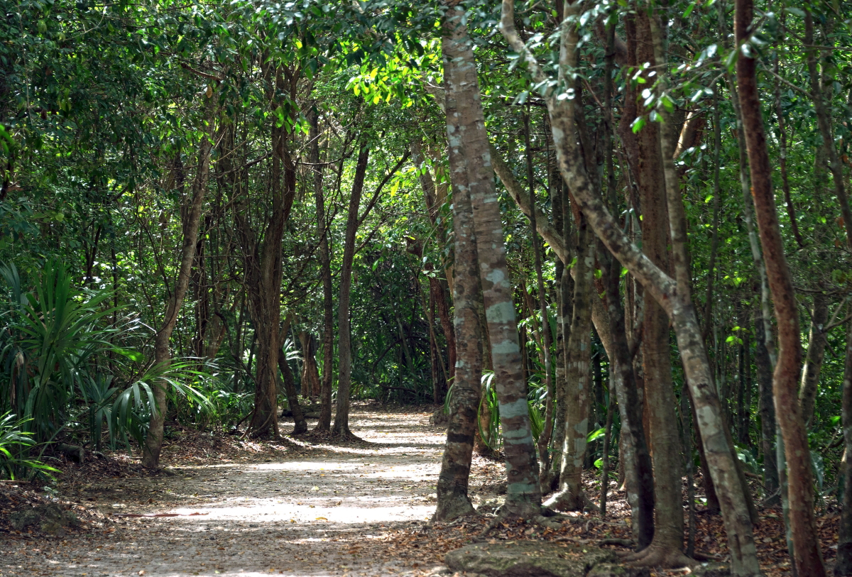 mayan white road forest