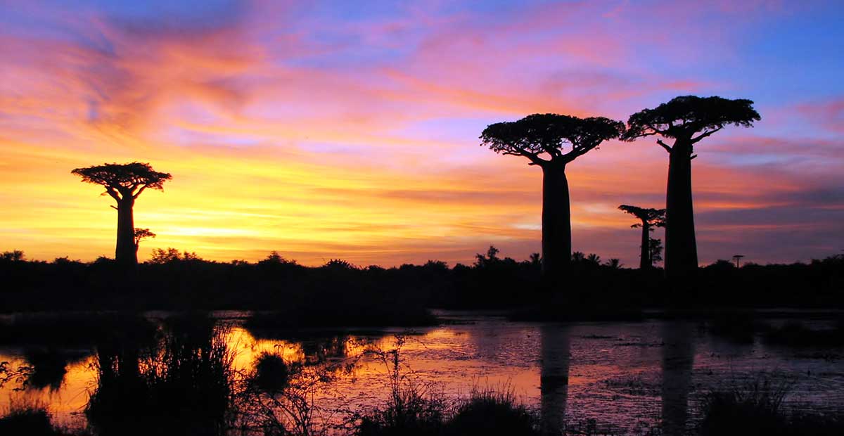 sunset baobabs madagascar