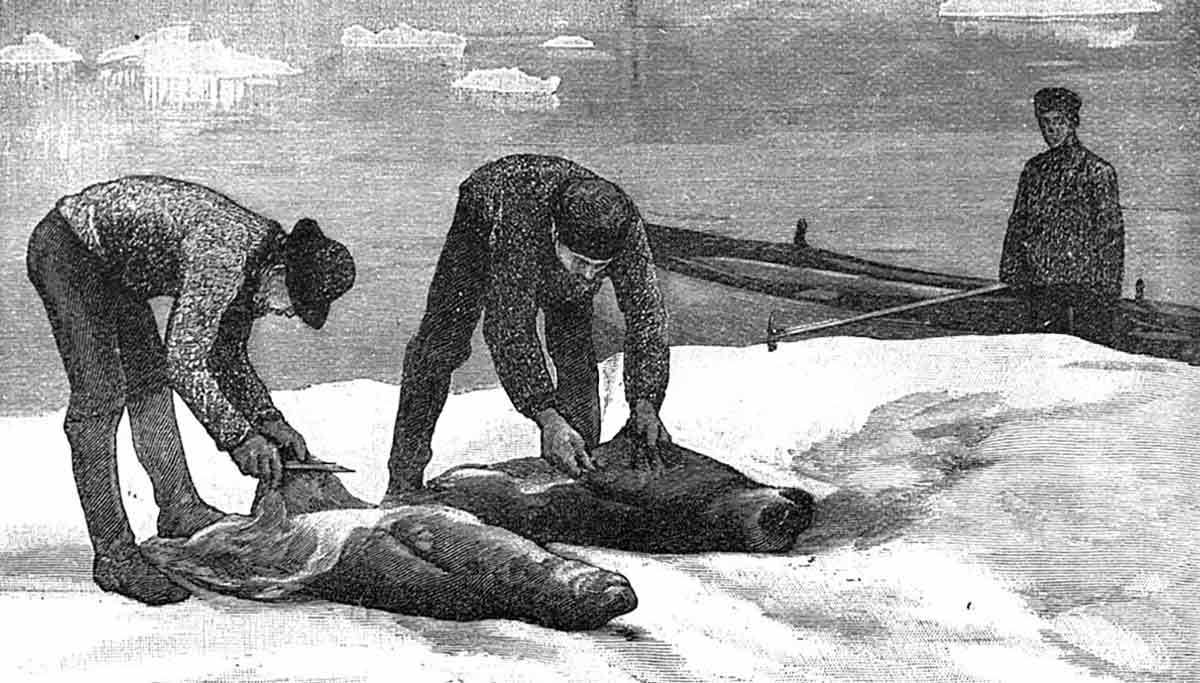 Seal hunting greenland
