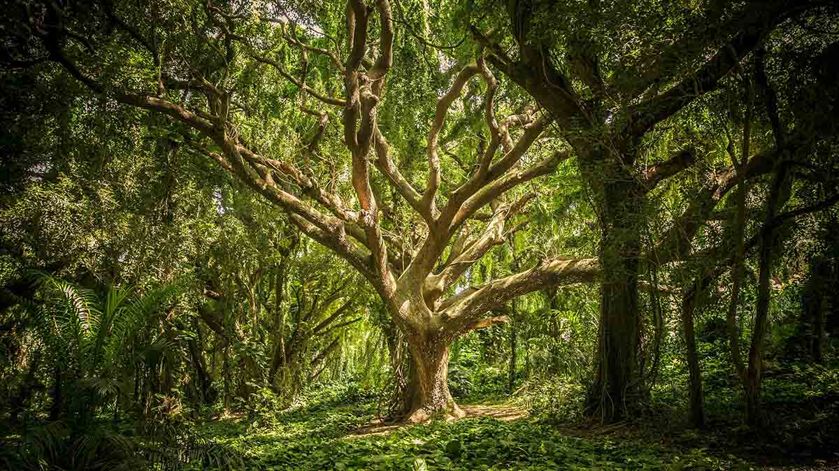 The Path of The Tree