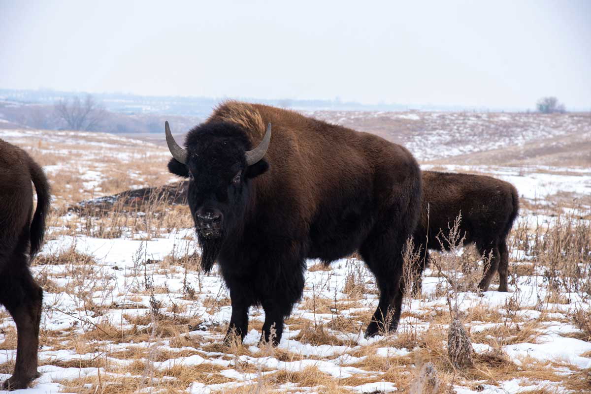 bison herds plains