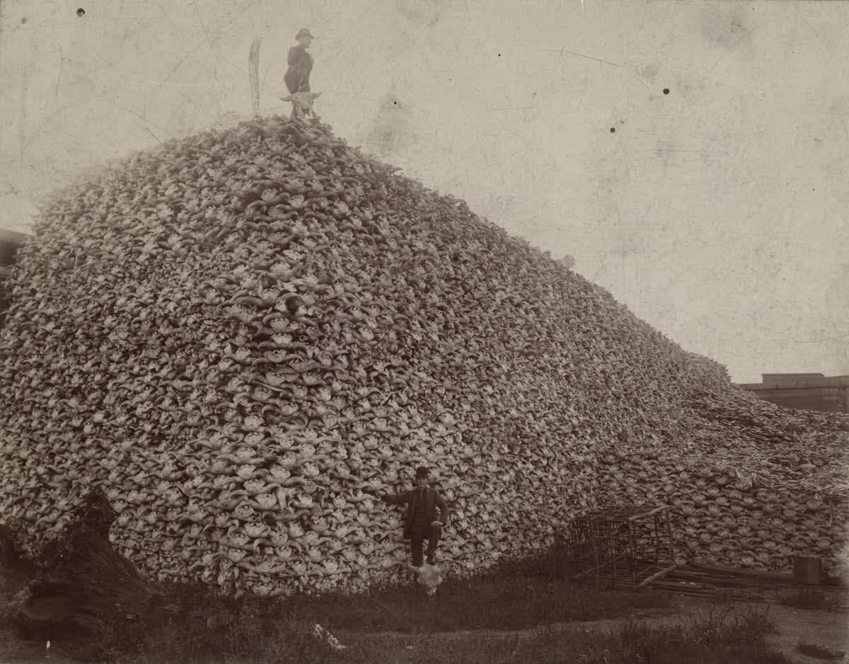 bison skull pile