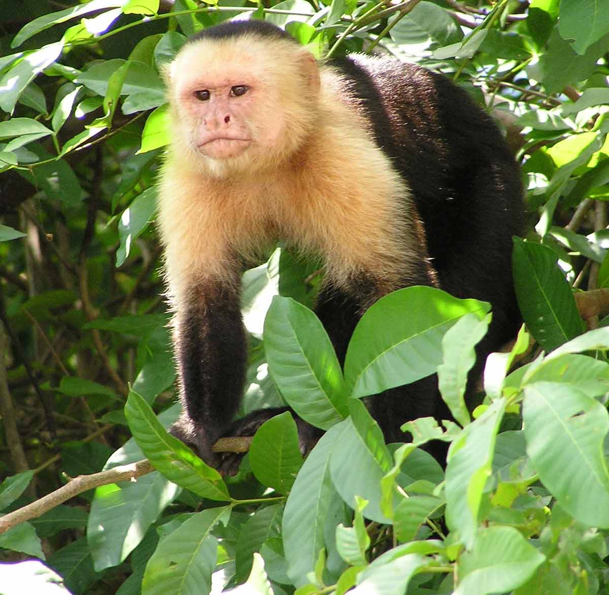 caphuchin monkey