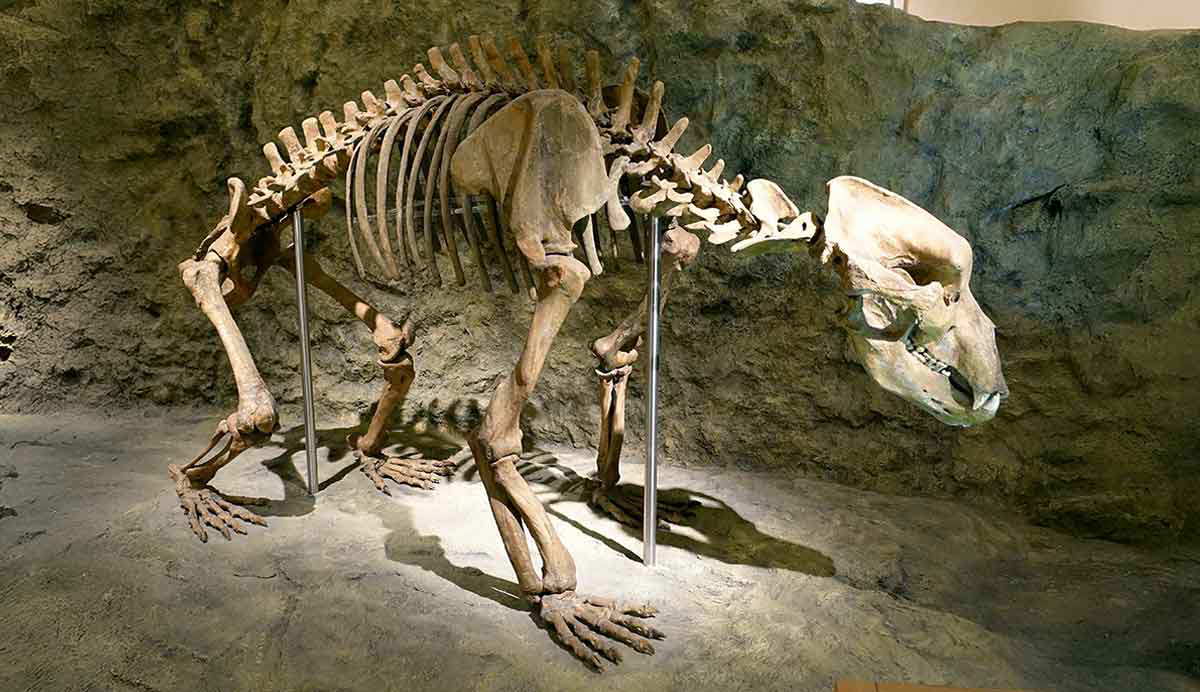 cave bear natural history museum