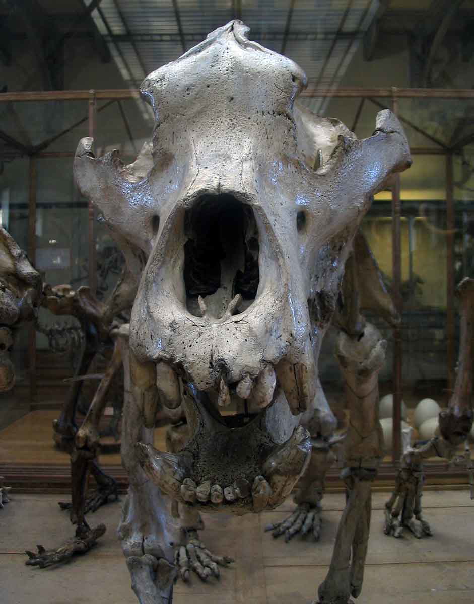 cave bear paris museum