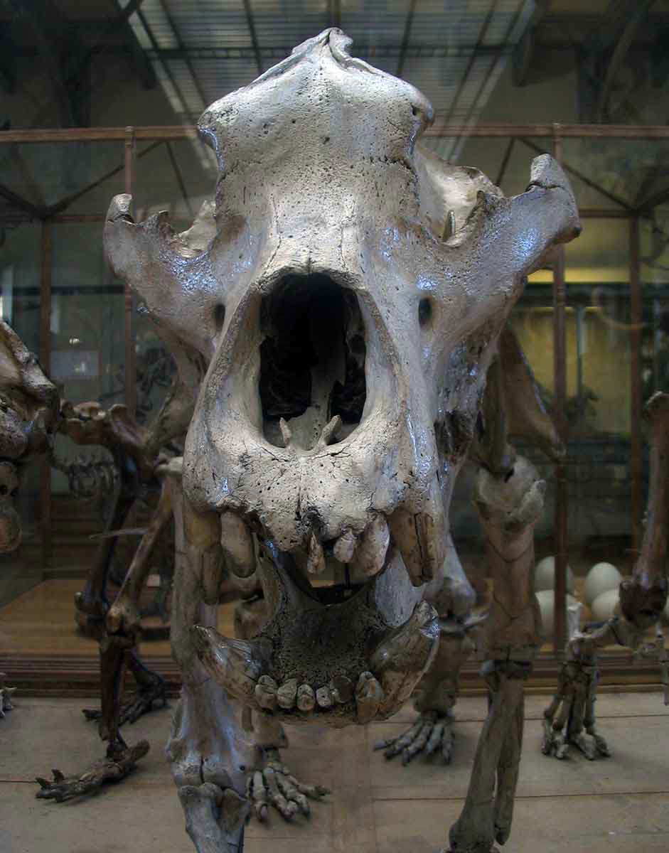 cave bear paris museum