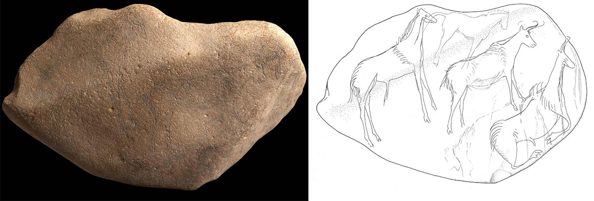 Drawing with three mal alpine Chamois, with one male on the left, one female next to it, and another male below, ca 18,000-17,000 years old. Montastruc, France. Credit: © The Trustees of the British Museum