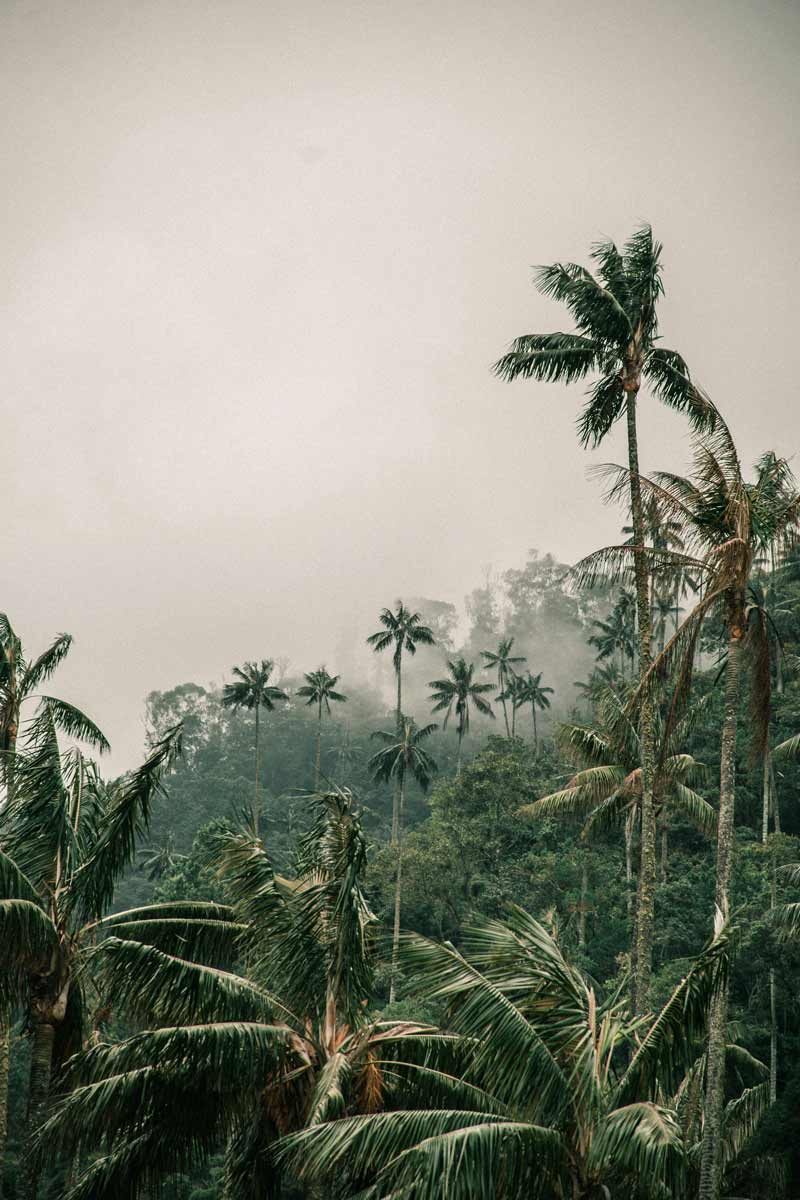 colombian rainforest feral children