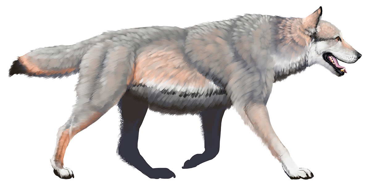 dire wolf illustration