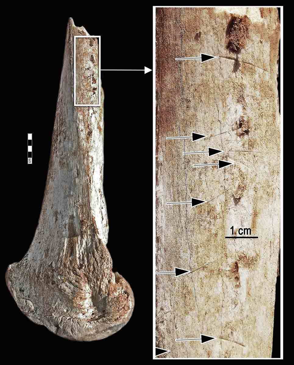 elephant bone cut marks
