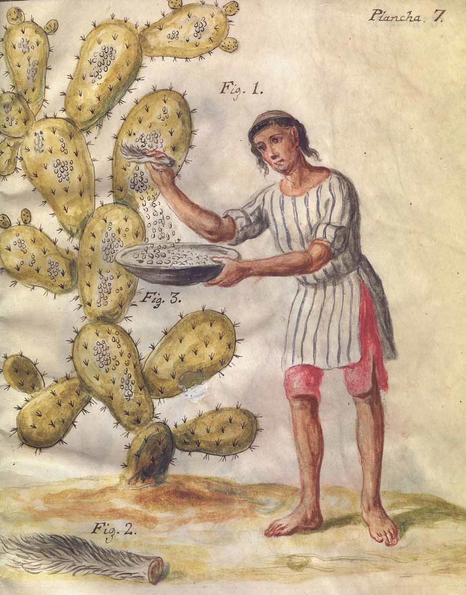 Mexican Indian Collecting Cochineal with a Deer Tail, by José Antonio de Alzate y Ramírez, 1777. Source: Newberry Library