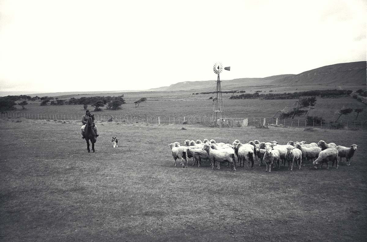 gauchi cattle farming patagonia